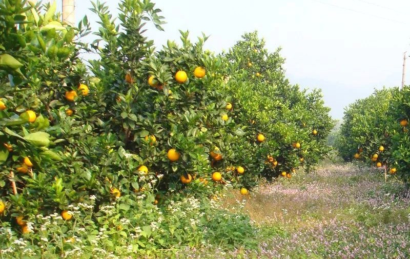 赣南脐橙种植技术：几年才能挂果?